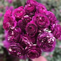 果汁阳台月季花苗盆栽庭院玫瑰大花月季浓香欧月阳台植物四季开花 [芬芳宝石]花季带花或花苞发货 小苗[10-15厘米左右]