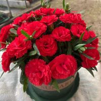 康乃馨盆栽带花苞四季鲜花绿植花卉植物室内花多头大花耐寒母亲节 [带花苞送肥料]进口红色 保到货时成活[全店原土球发货]