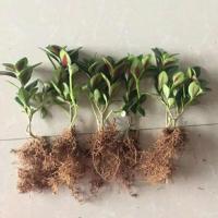 绿萝花卉盆栽室内绿植发财树富贵竹文竹吸甲醛净化空气桌面盆景 金鱼吊兰幼苗一颗不包活看清楚啪 不含盆