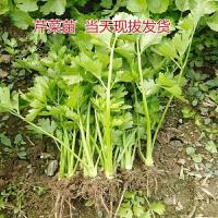 四季蔬菜四季香芹菜苗子芹菜苗阳台菜园大田穴盘皇后芹菜苗子 芹菜苗20棵送2棵 优质精品(法国皇后)