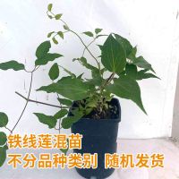 円空铁线莲爬藤植物阳台庭院盆栽多季开花重瓣大花藤本攀爬植物 福利混苗[铁线莲小苗V9品种随机]