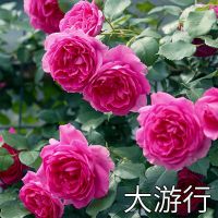 四季开花蔷薇花苗爬藤植物庭院爬墙攀援玫瑰藤本月季特大花卉盆栽 大游行(小苗)