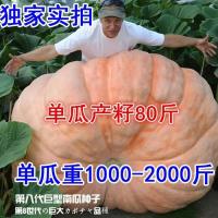 美国巨型南瓜种子特大大南瓜种子太空南瓜种子多籽产籽蔬菜瓜种子 美国巨型南瓜 精选优质5粒种子