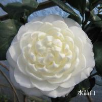 茶花盆栽带花苞四季树苗山茶花苗室内植物好养五色赤丹浓香型花卉 水晶白 两年幼苗[隔年开花]