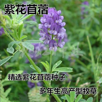 紫花苜蓿草种子多年生四季南北方牧草种子芽苗菜养殖绿化苜蓿种籽 国产精选紫花苜蓿(包衣)/斤