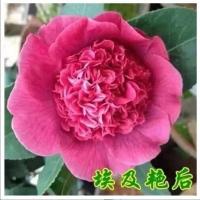 易活四季茶花树苗盆栽耐寒山茶花卉观花植物室内外桌面花卉绿植 埃及艳后 2年苗一颗试种(不包活无)