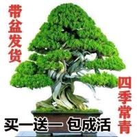 [买一发二]迎客松盆景花卉室内外四季常青耐寒松树盆地栽绿植物 2年苗2棵送盆+肥料+生根粉