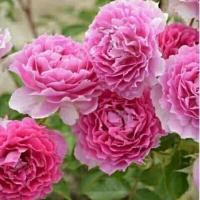 月季 花中苗 天方夜谭买二送一 小苗