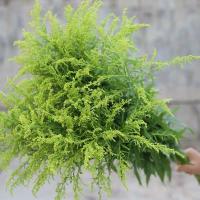 昆明基地直销洋牡丹鲜花速递真花束花办公室插花水养花婚庆手捧花 黄英配花-高品质 8支送1支-(赠保鲜剂)