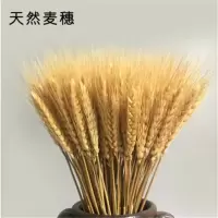 麦穗装饰摆件干花花束天然开业大麦田园客厅拍摄道具稻穗真花小麦 原色100支