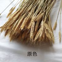 天然麦穗干花 开业大麦 彩色小麦花束 套装 INS粉色干花永生花束 60厘米原色100根