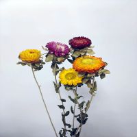 云南干花花束批发小雏菊客厅干花装饰摆设花瓶插花招财真干花成品 七彩菊5朵量太少不建议拍不好看