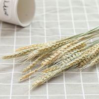 天然麦穗干花小麦麦子花束开业大麦客厅田园装饰拍摄道具插花摆件 本色100支