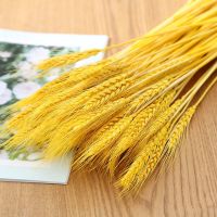 天然麦穗开业大麦芦苇干花永生花束田园风格拍摄摆件插花真花 黄金麦穗100支(50-60厘米)