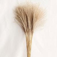 野生天然小芦苇干花永生毛草花束浮尘狗尾草原色粉色婚礼背景装饰 原色 20根
