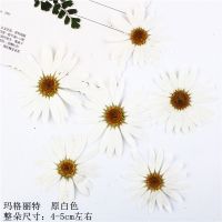 白色系花朵组合 干花手工压花材料包 植物标本玛格丽特白晶菊蕾丝 白玛格丽特8朵 干花包
