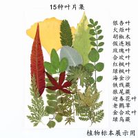 15种真树叶贴画植物标本干叶片干树叶合集 学生手工书签台灯相框 乳白色 15种干叶片合集 树叶
