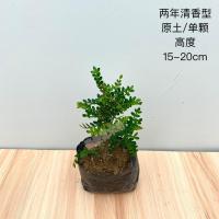 驱蚊驱虫清香木盆栽绿植植物室内四季常青净化空气盆景驱蚊草花卉 2年幼苗不包活[一棵] 不含盆