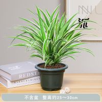 百万心常春藤吊兰花叶翡翠四季耐寒植物室内卧室好养花卉盆栽 金边吊兰原盆发货