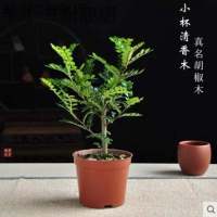 驱蚊驱虫清香胡椒木盆栽老桩好易养室内花卉老桩盆景绿植四季常青 清香木3年苗(原土送肥料)