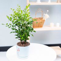 四季开花九里香大苗老桩驱蚊虫植物花卉盆栽室内客厅桌面七里香 九里香2年苗[火烈鸟蓝盆]