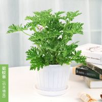 夏季驱蚊驱蚊草盆栽香叶天竺葵植物驱蚊香草室内驱蚊防蚊植物 驱蚊草仿木桶盆 不含盆