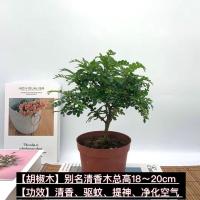 清香木驱蚊草室内盆栽花卉绿植植物四季常青净化空气吸甲醛胡椒木 小清香木 1盆原土发货