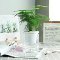 绿萝发财树富贵竹薄荷长寿花懒人花室内盆栽办公室卉盆栽多肉植物 文竹[早安盆] [早安盆带盆栽好发货]