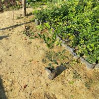 九里香盆栽室内外花卉浓香驱蚊植物七里香庭院客厅阳台浓香型带花 单支高20-30cm全部带土