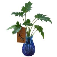 室内水培植物绿植客厅好养驱蚊植物水养水养客厅花卉办公室盆栽花[12月12日发完] 小叶蔓绿绒一颗[玻璃瓶A款]