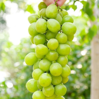 晴王葡萄800g±100g(份)