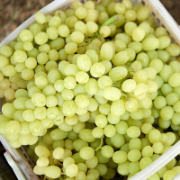 无籽提 1kg±50g(盒)