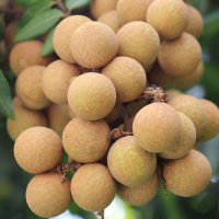 泰国龙眼 450g±50g(盒)