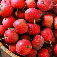 山楂400g±40g(盒)