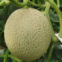 网纹瓜1kg±30g(枚)