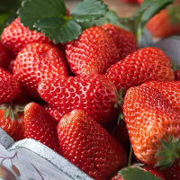 精品草莓(特级)500g±50g(盒)