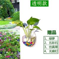 15厘米透明款 墙上花瓶花盆壁挂鱼缸植物水培缸装饰品墙饰壁饰挂饰创意家居装修