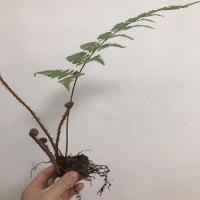 老桩带叶株高30-40cm单双叶随机 不含盆 鳞毛蕨植物蕨类盆景花卉盆栽书桌茶几客厅摆件微景观室内四季易活