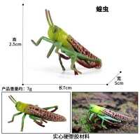 M-1675蝗虫 儿童仿真动物昆虫模型静态实心蝗虫竹节虫塑胶玩具场景摆件