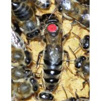 东北黑蜂纯种处女蜂王 东北黑蜂种王 人工授精种王 意蜂王 意蜂种王 自然保护区直接发货