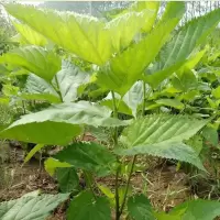2年苗1株 不含盆 桑树苗大叶桑葚树苗盆栽地栽桑蚕树四季桑叶喂养蚕宝宝养蚕龟兔