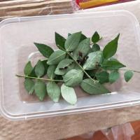 蝴蝶幼虫3条送1条 蝴蝶卵 蝴蝶幼虫 蝴蝶蛹 蝴蝶饲养套餐 蚕宝宝 毛毛虫 糖宝