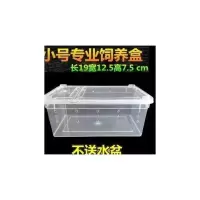 小号饲养盒 (不带蝎子) 亚洲雨林蝎大号宠物蝎子1-19cm成体大黑蝎子温顺可上手送套餐