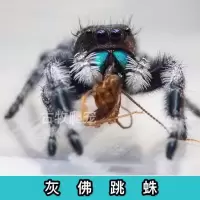 灰佛0.3-0.5cm 佛罗里达跳蛛橙佛灰佛宠物巨人食鸟蜘蛛蝎子蜈蚣