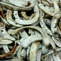 原牙周长13-14cm 家猪牙獠牙霸气超大猪牙雕刻原料牙齿成人男情侣吊坠保真