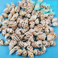 1-3厘米 半斤壳 东风螺花斑螺天然海螺贝壳鱼缸造景卷贝鱼寄居蟹备用壳专用替换壳