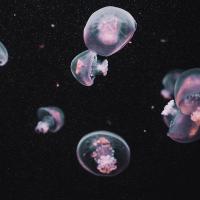 维护包 赤月水母活物好养小型缸小宠物水族海水观赏迷你学生宿舍桌面