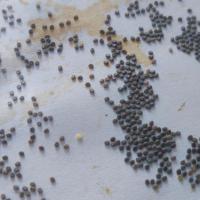 大白蚕卵100粒 蚕宝宝卵蚕蛋蚕籽养殖桑蚕宝宝黑虎蚕卵滞育