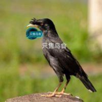 鹩哥鹦鹉八哥活鸟食活虫面包虫促进说话八哥饲料 鹩哥鹦鹉八哥活鸟食活虫面包虫促进说话八哥饲料