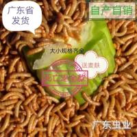 黄粉虫(2厘米)50克 广东农户自养大麦虫黄粉虫面包虫龙鱼鸟料仓鼠守宫各种宠物饲料